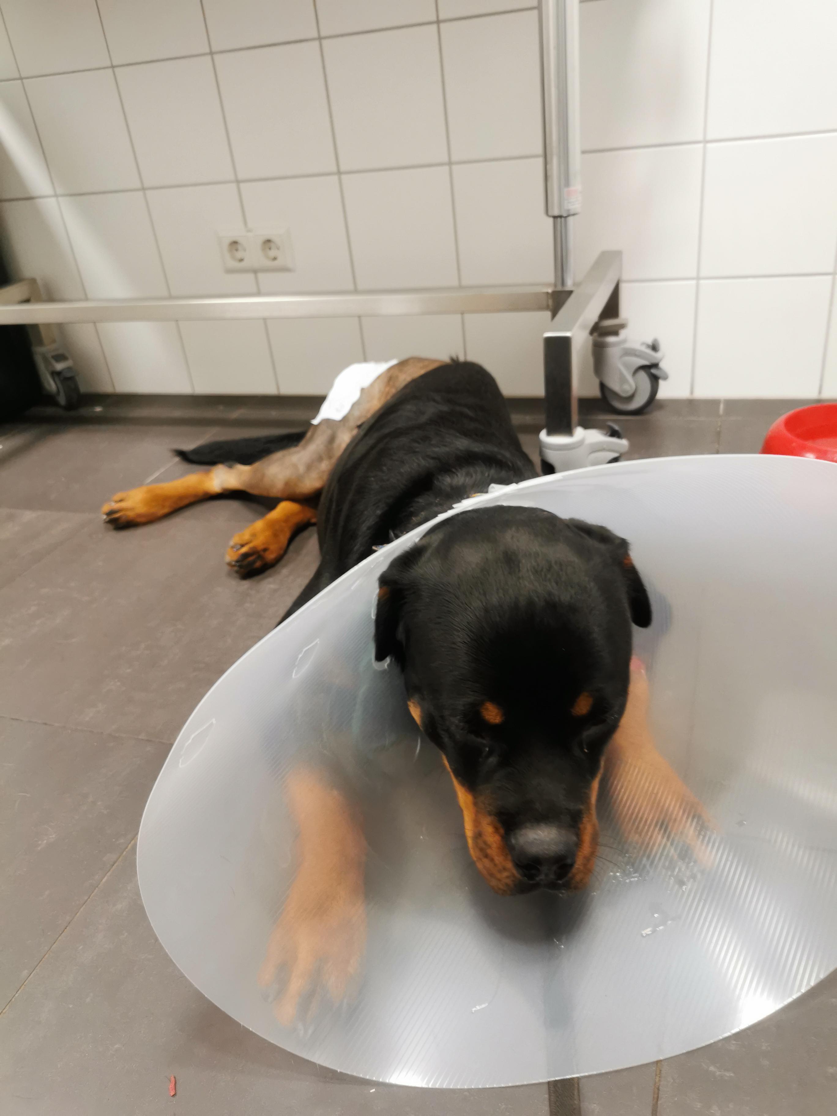 My boy Charlie (8 months) recovering from his hips surgery. Gonna take good care of this good boy for the next 2 weeks!