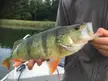One of several big perch! This is the 4th biggest one caught this week. (18” or 45 cm). Every big perch was caught on topwater lures. This is the most adrenaline I’ve had this year.