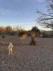 New to Arizona, why is this happening?