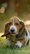 This Cute Basset Hound 🐶 