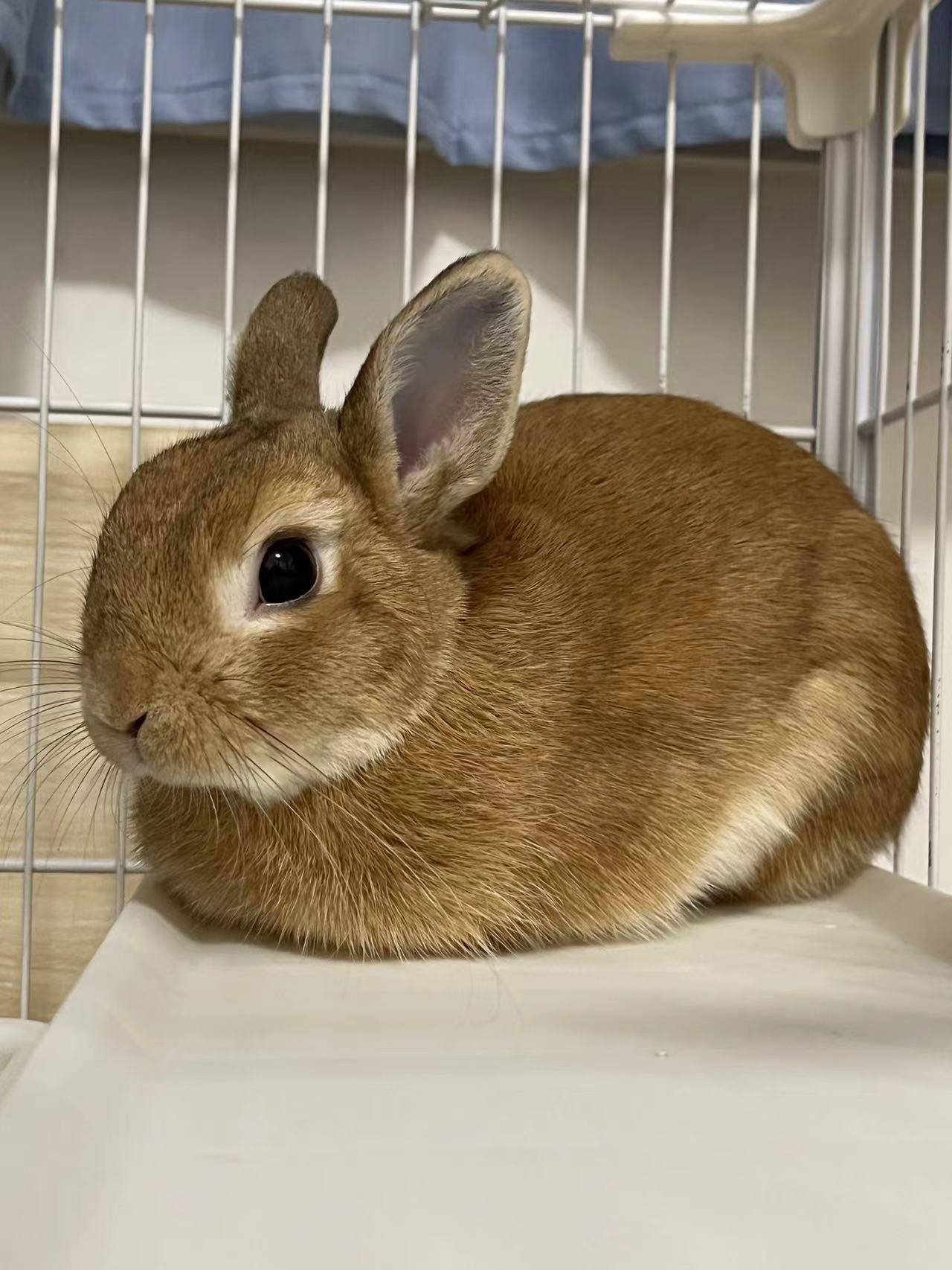Toast Rabbit Breed Why do rabbits look like toast?🍞 | Scrolller