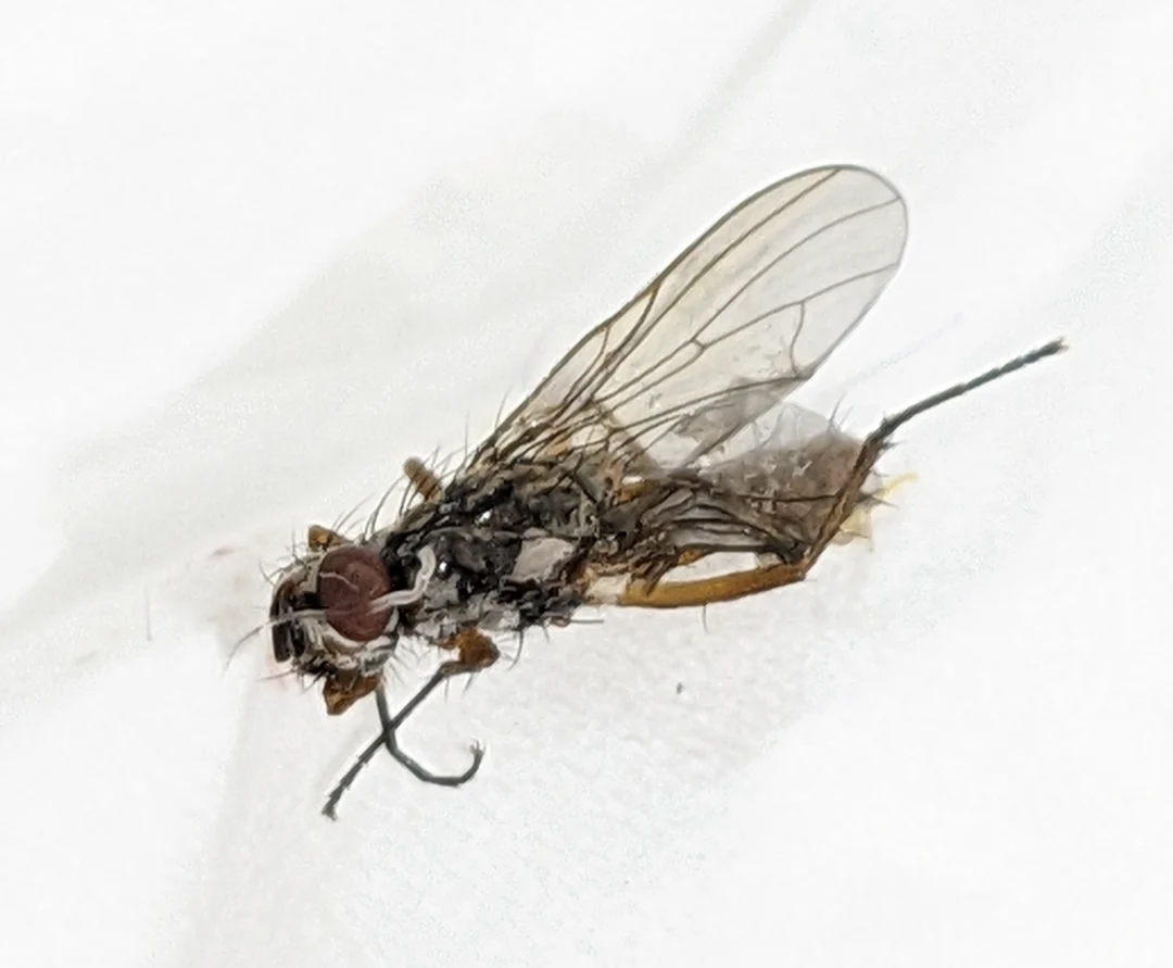 Squshed Fly Insect Caught and partially squashed in UK. Is this just a house fly? Seems ...