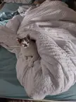 When mom works night shift, Poto makes sure she doesn't have to sleep alone all day