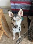 Is anisocoria normal is huskies?