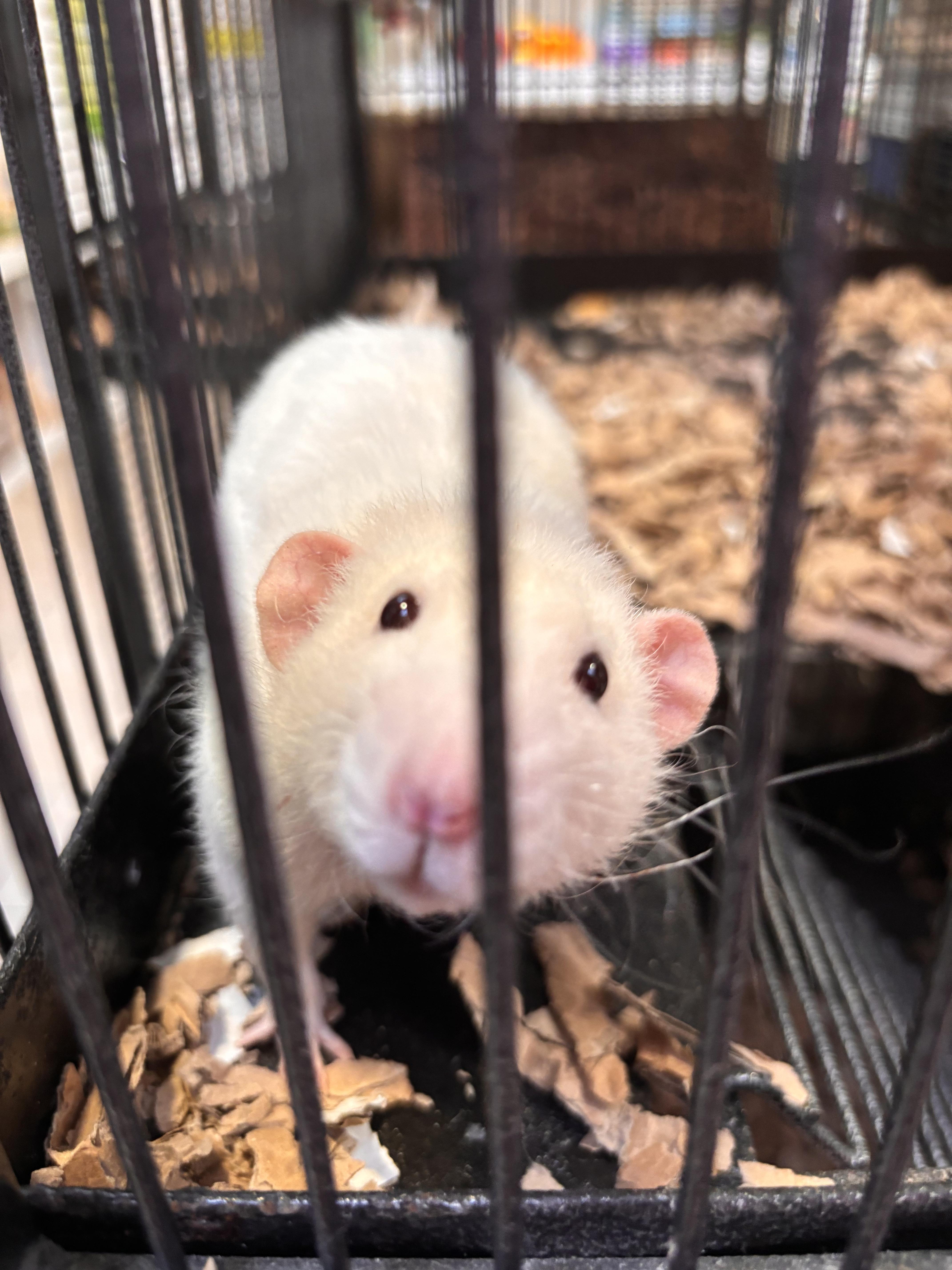 Any advice for looking after a single rat? | Scrolller