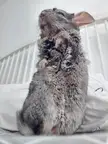 Giant Chinchilla