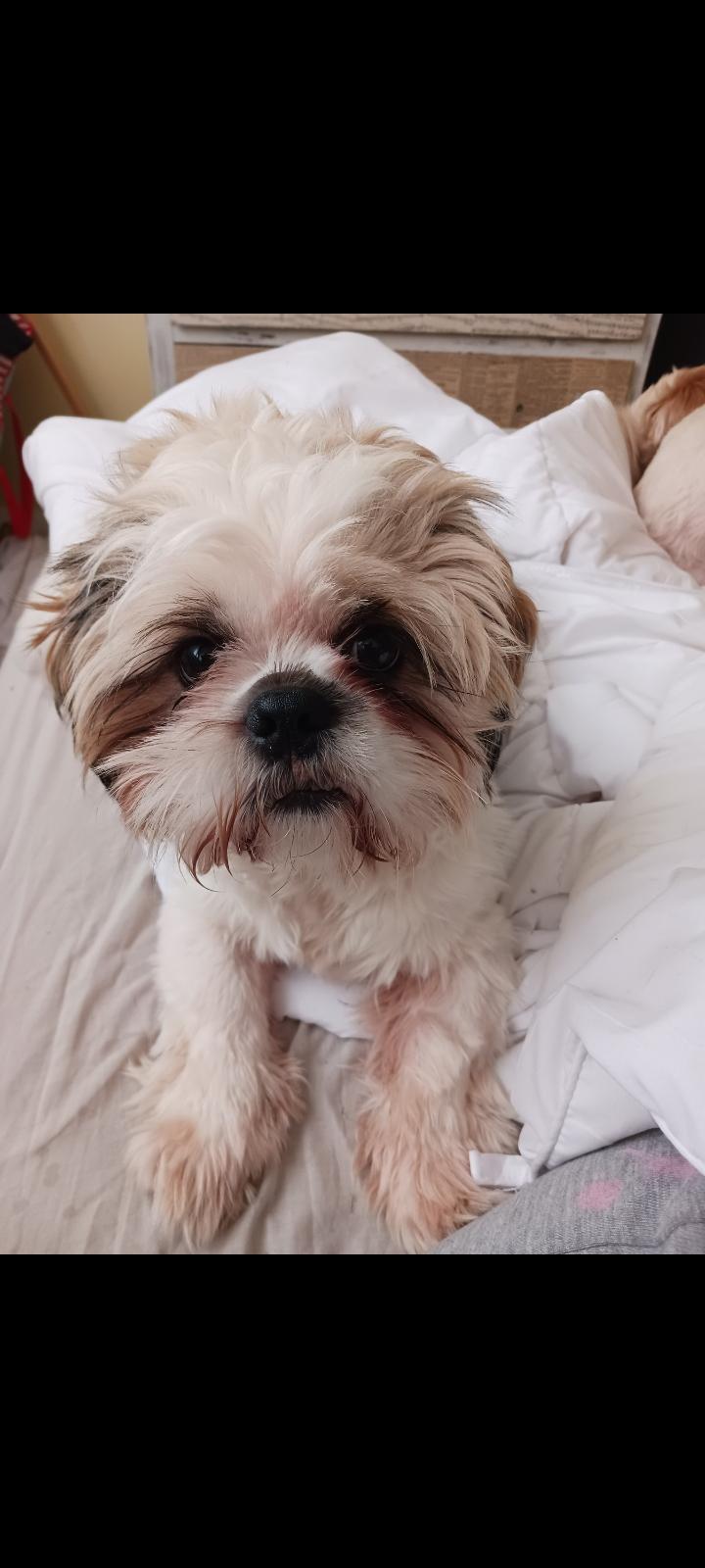 Some horrible man just tried to kick my Mr Bumble on his walk. How can anyone want to hurt this face? ☹️