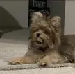 Meet Lil Ting