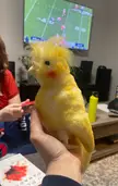 A woman in a red shirt and another person in blue pants holding a yellow cockatiel stuffed animal in a living room