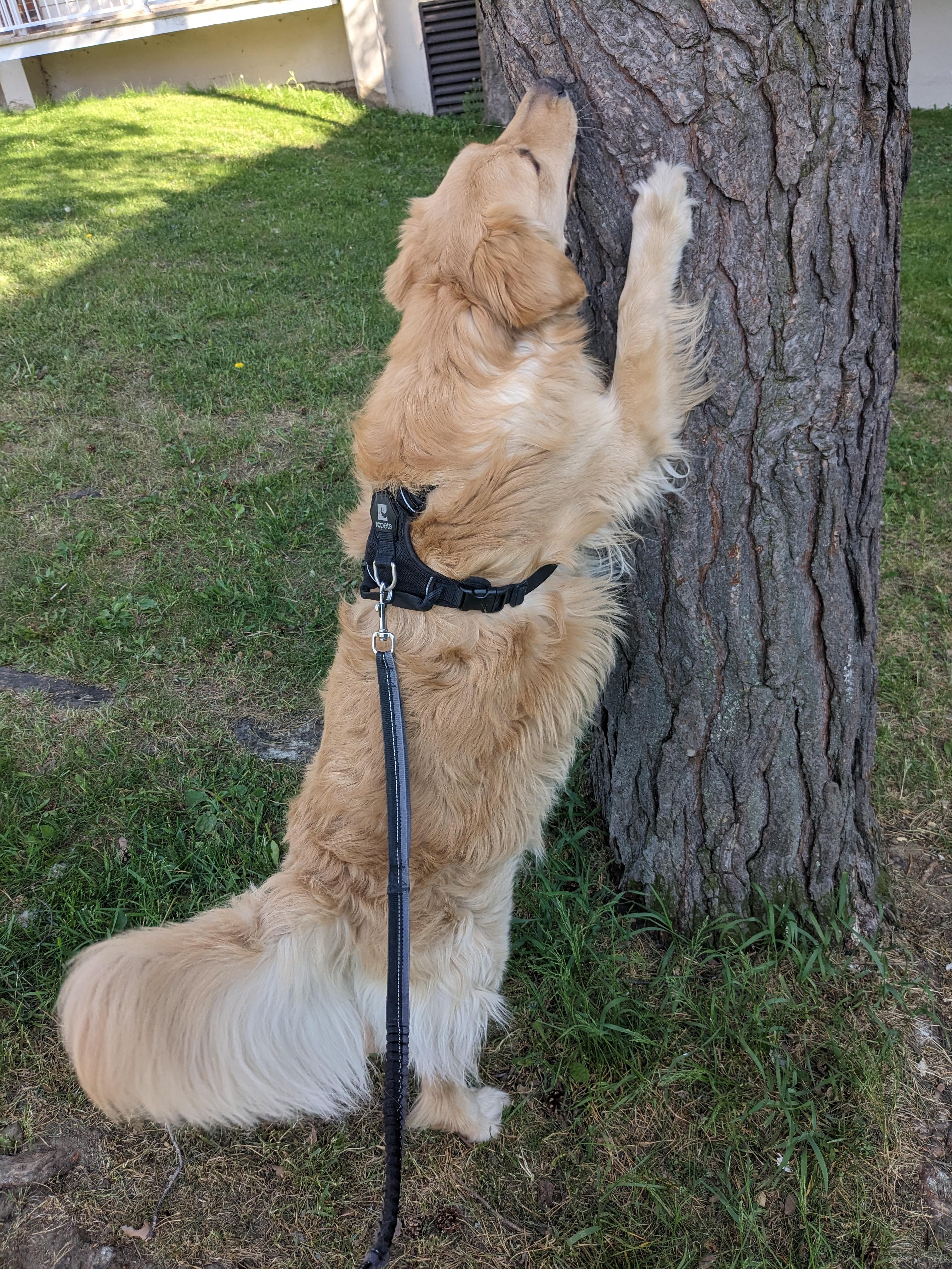 Sonny's stealth mode is not stealthy enough to catch the squirrels