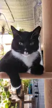 Catthew loves his perch. A real life jungle cat!