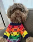 Chewbacca not feeling his new sweater🤣
