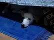 Our little "Joy-Joy"