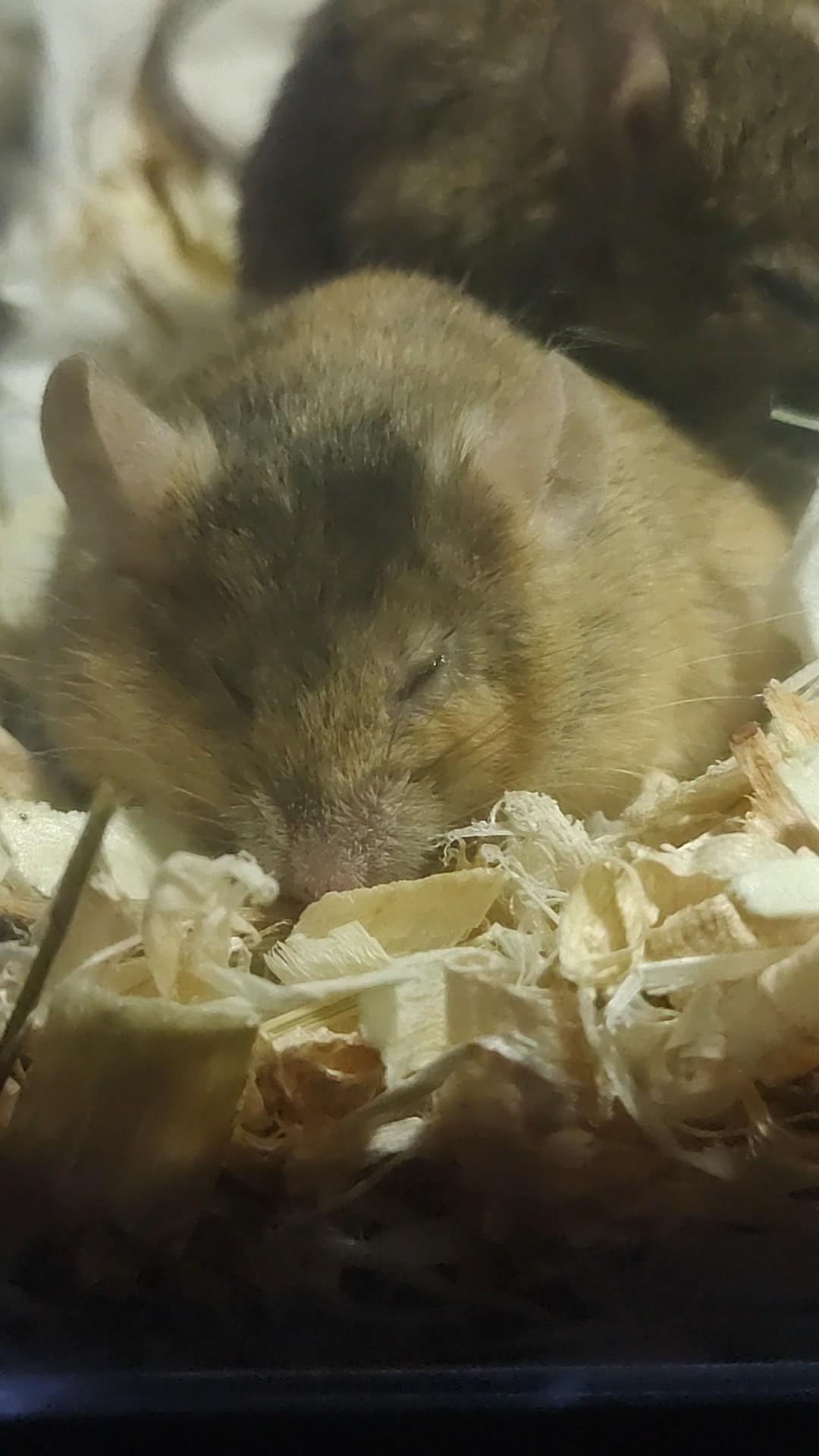 How does one achieve this build?