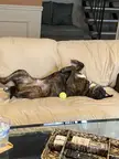Dog.exe has stopped working