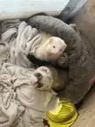 What’s the best ferret bedding?