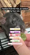 what are your rat's fav snacks? (btw mine are female - male rats can't have citrus)