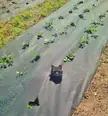 What type of plant is this?