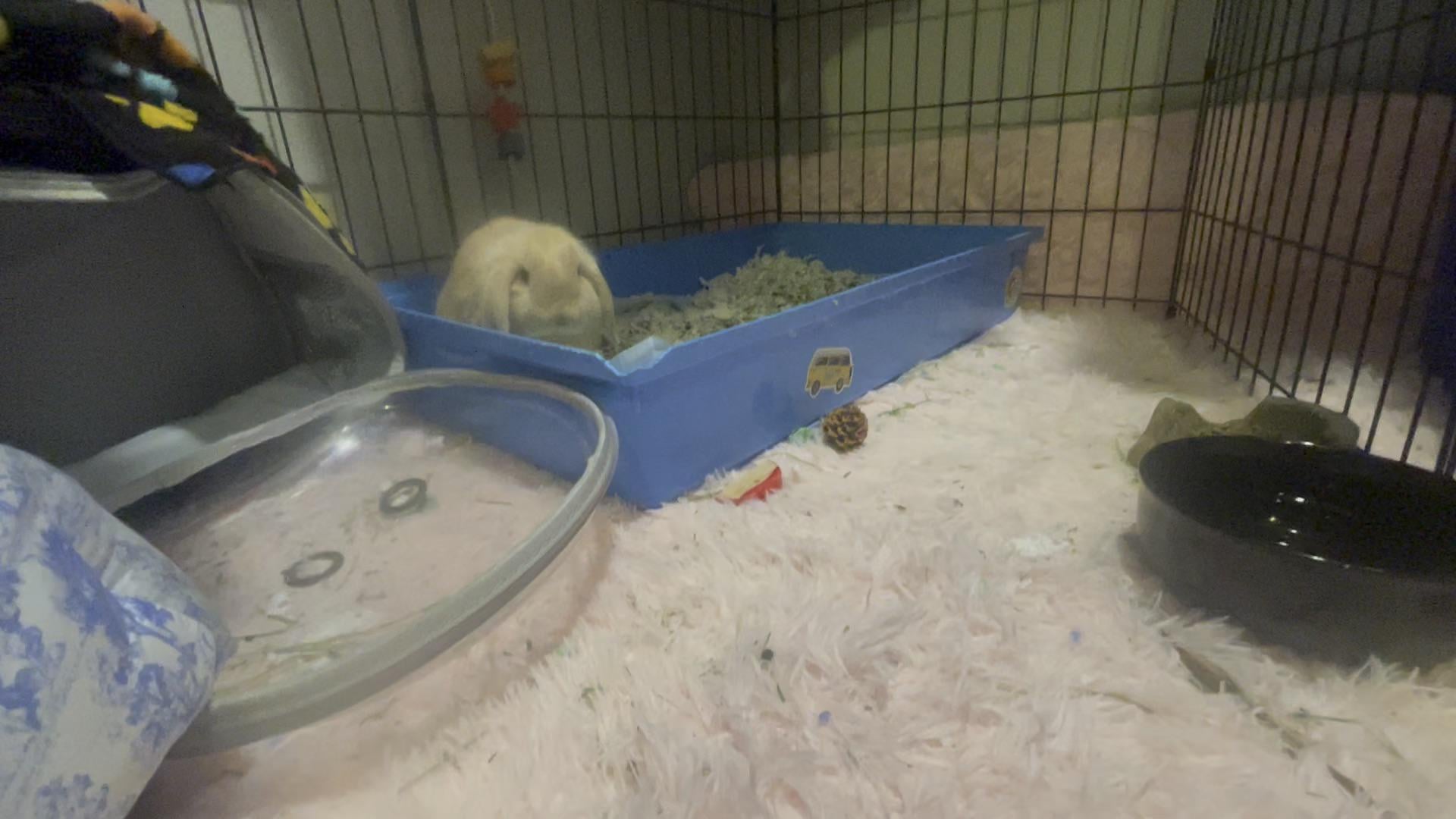 Rabbits