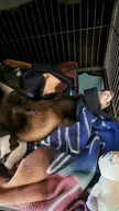 Taco is a funny sleeper.