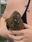 chickens