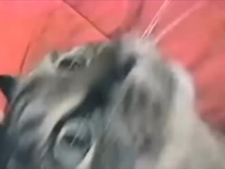 Kafes için çok şirin, pussyland için çok vahşi bir video
