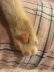 I’m in love with this paw 🐾