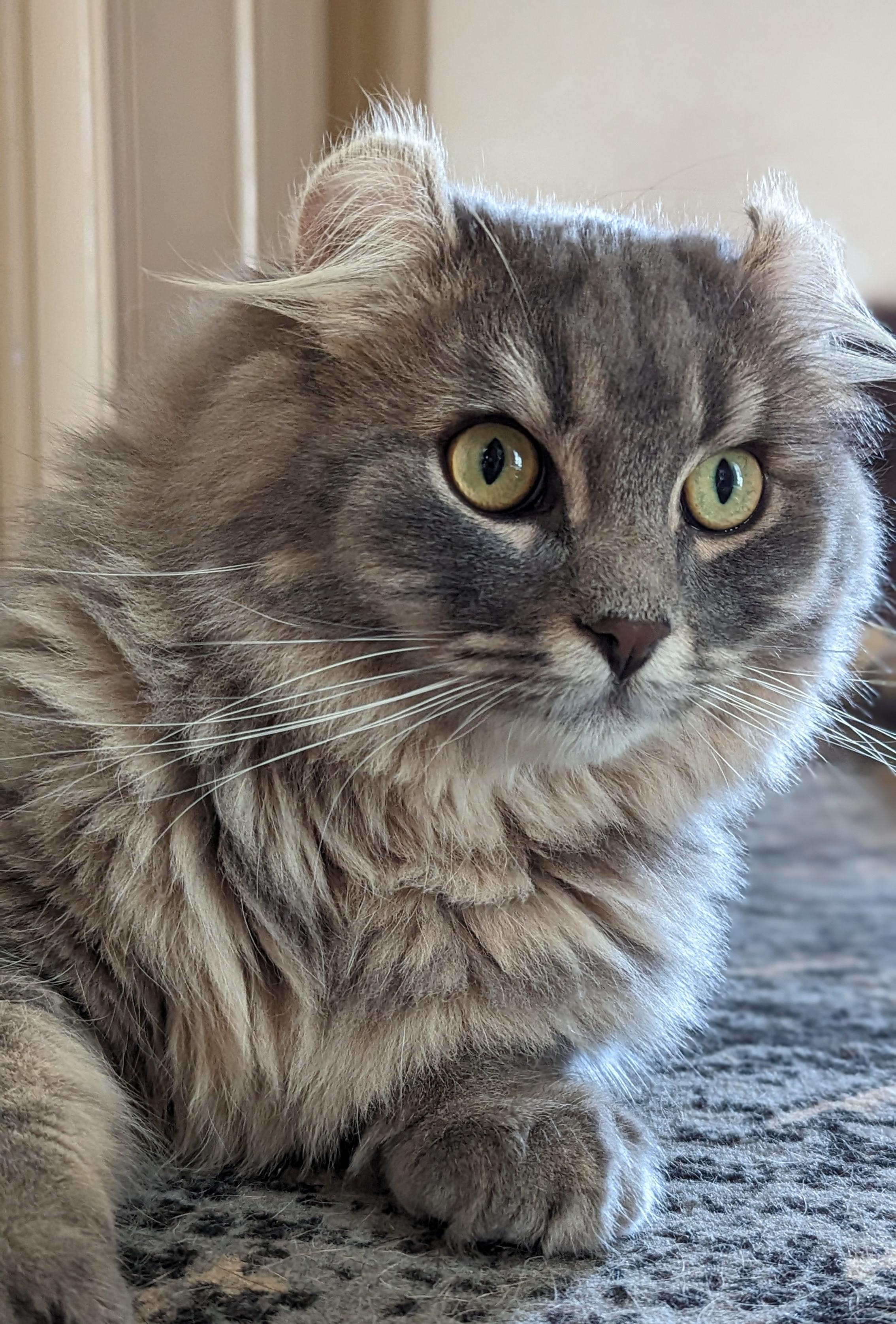 Happy 1st birthday, Mac! You were a Baby Mac, but now you are a Big Mac 🥹