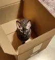 Yolandi in her box
