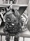 [oc] Latest drawing of gorgeous cockapoo