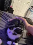 stremtch