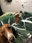 This is what heaven is to me: 2 big basset butts squeezing me in from both sides of a warm comforter