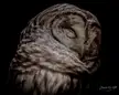 Barred Owl Portrait