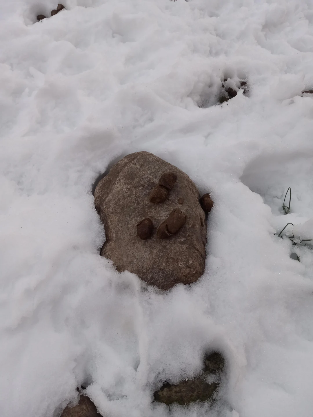 So we're pooping on rocks now dunno why. | Scrolller