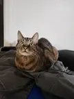 Goose - King of Loafing