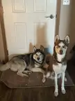 “Gotta go to work” is a banned phrase in our house. They won’t let us leave.