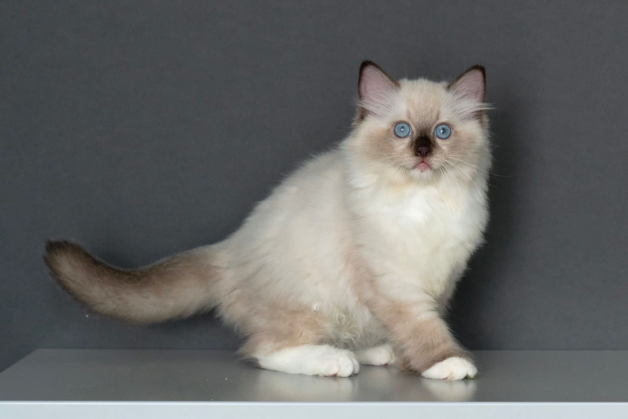 Gonna pick up this handsome derp in a month's time!