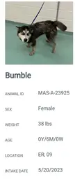 last-ditch effort to save this 6-month-old husky puppy in Memphis, TN... she will be euthanized on Tuesday if an adopter or rescuer isn't found by tomorrow at 4:00 central.