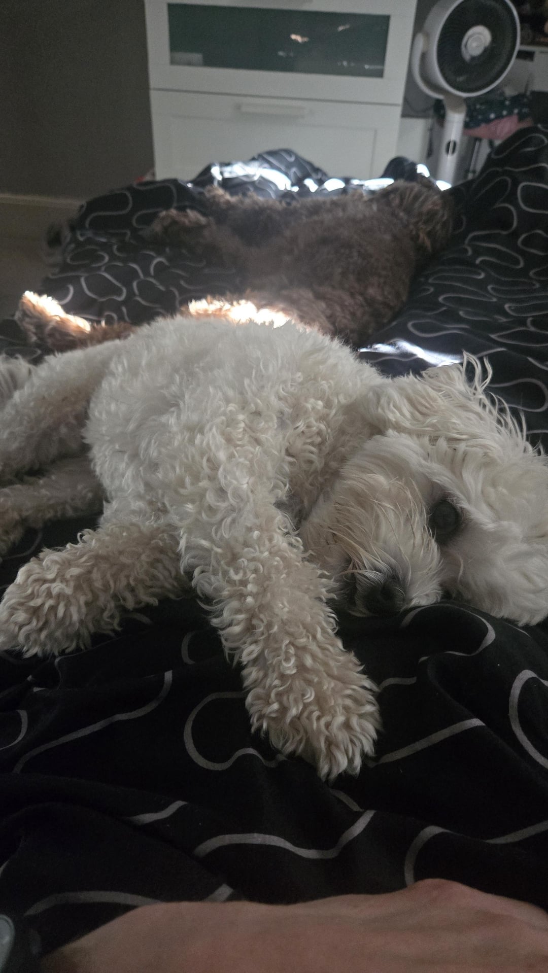Two curly-haired dogs, one white and one brown, lying on a black and white patterned blanket