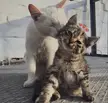 Hello