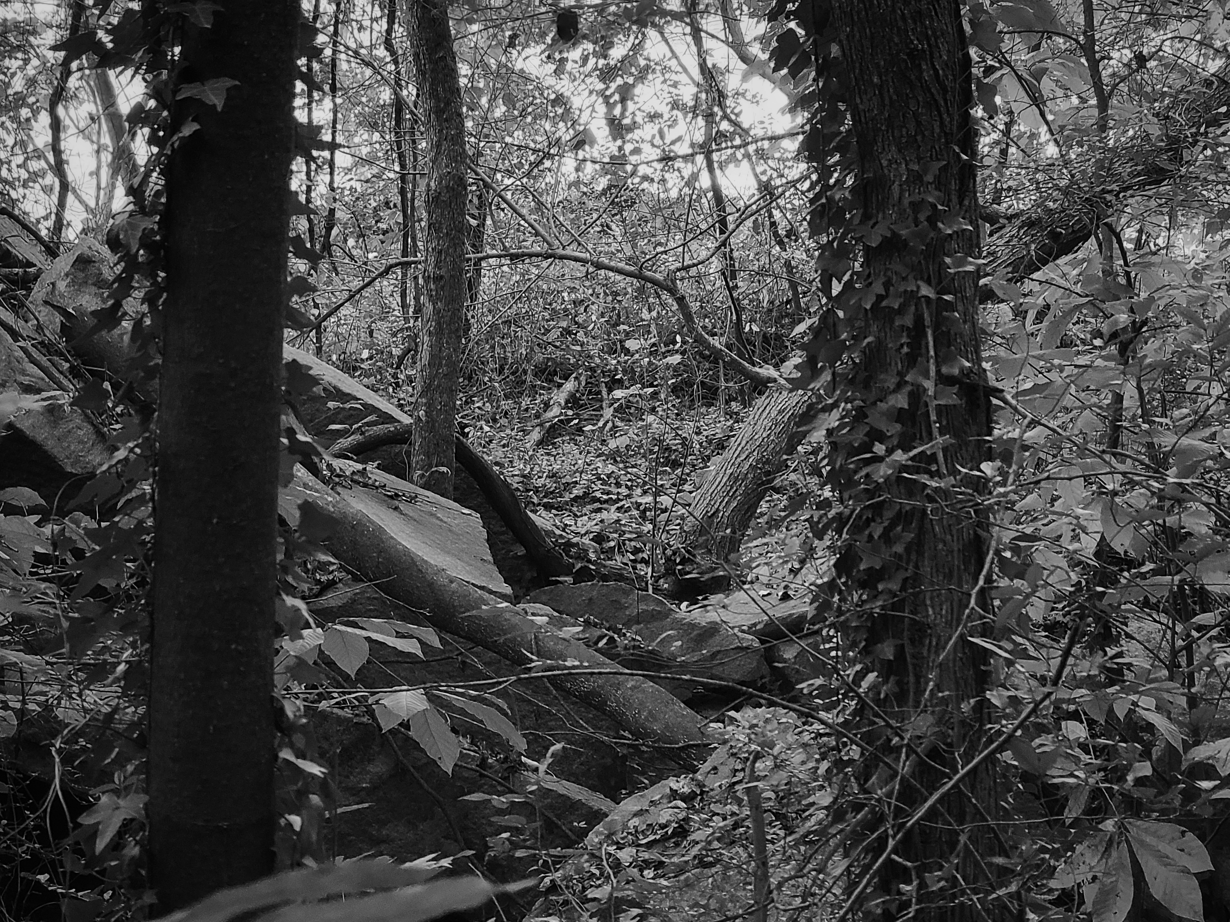 Patch of Woods on Belle Isle in Richmond, VA.