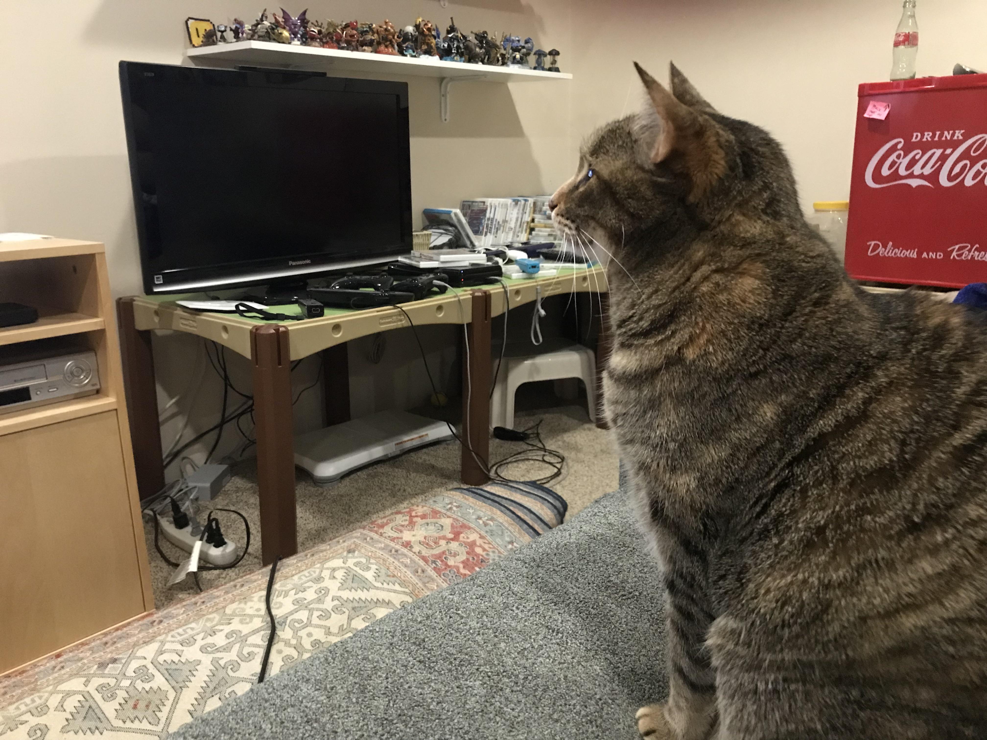 My cat likes to sit next to me and watch me game