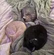 CatCircles