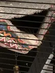 Sleepy rat