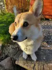 corgi