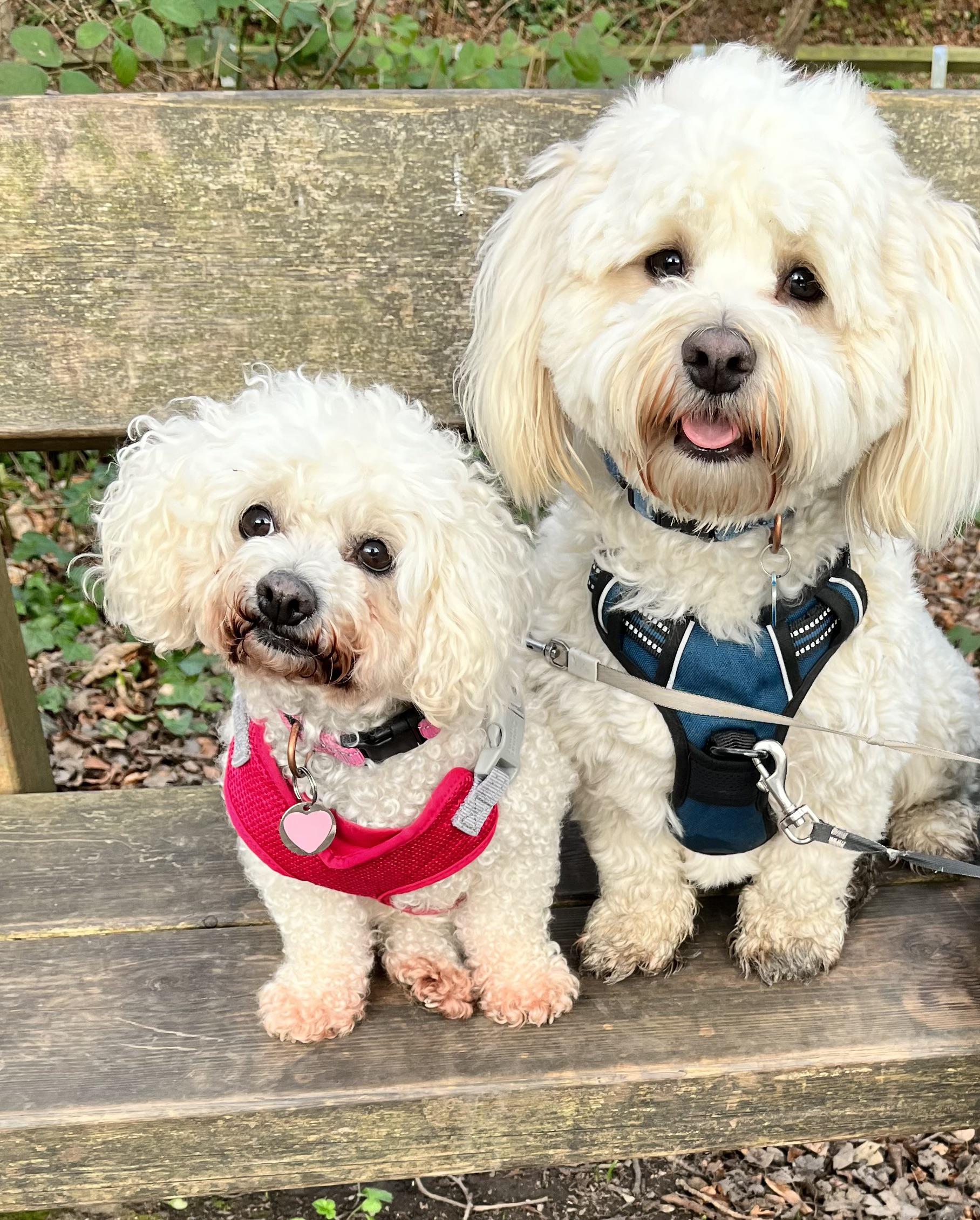 My babies! My girl (on the left) who turned 12!! this week and My boy (on the right) also who turned two this week! ❤️