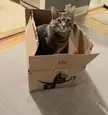 Trapped Frankie and can ship him off to Amazon like planned