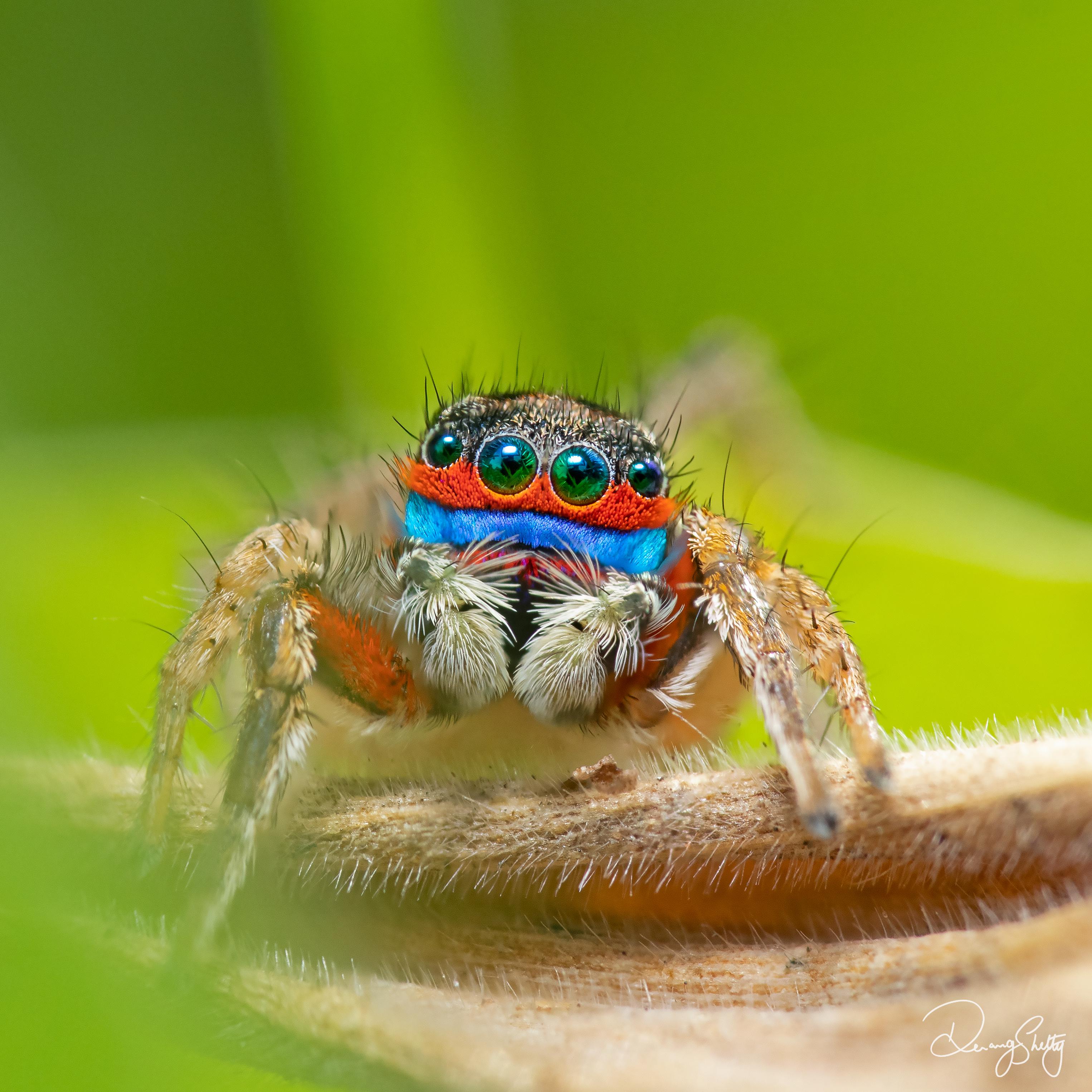 A Lessert's Rainbow Jumping spider from Southern India, ~3mm in size. f/14, ISO640 1/250