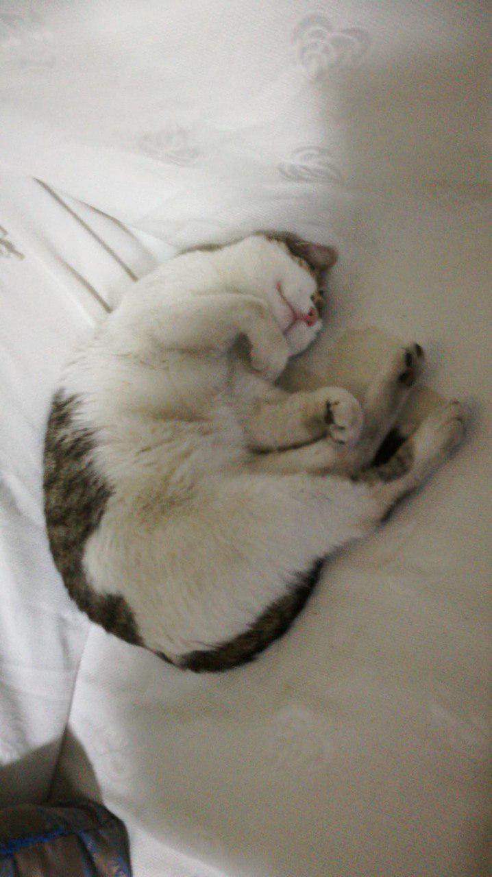 What is the strangest position you have seen your cat it? | Scrolller