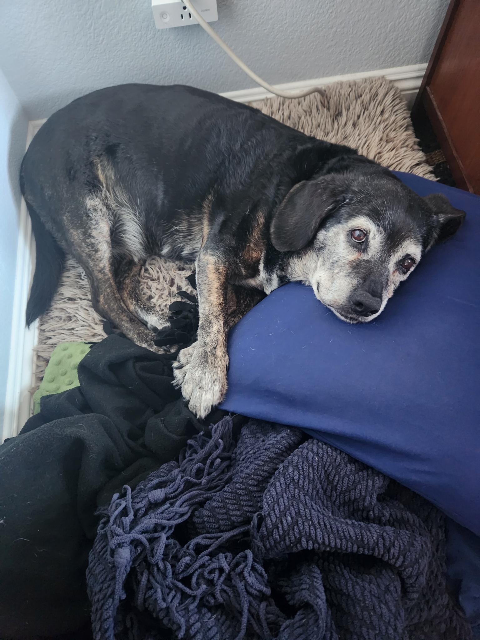 My friend's dog wont sleep without a blanket and pillow. As soon as I gave her one, she gave me this look.
